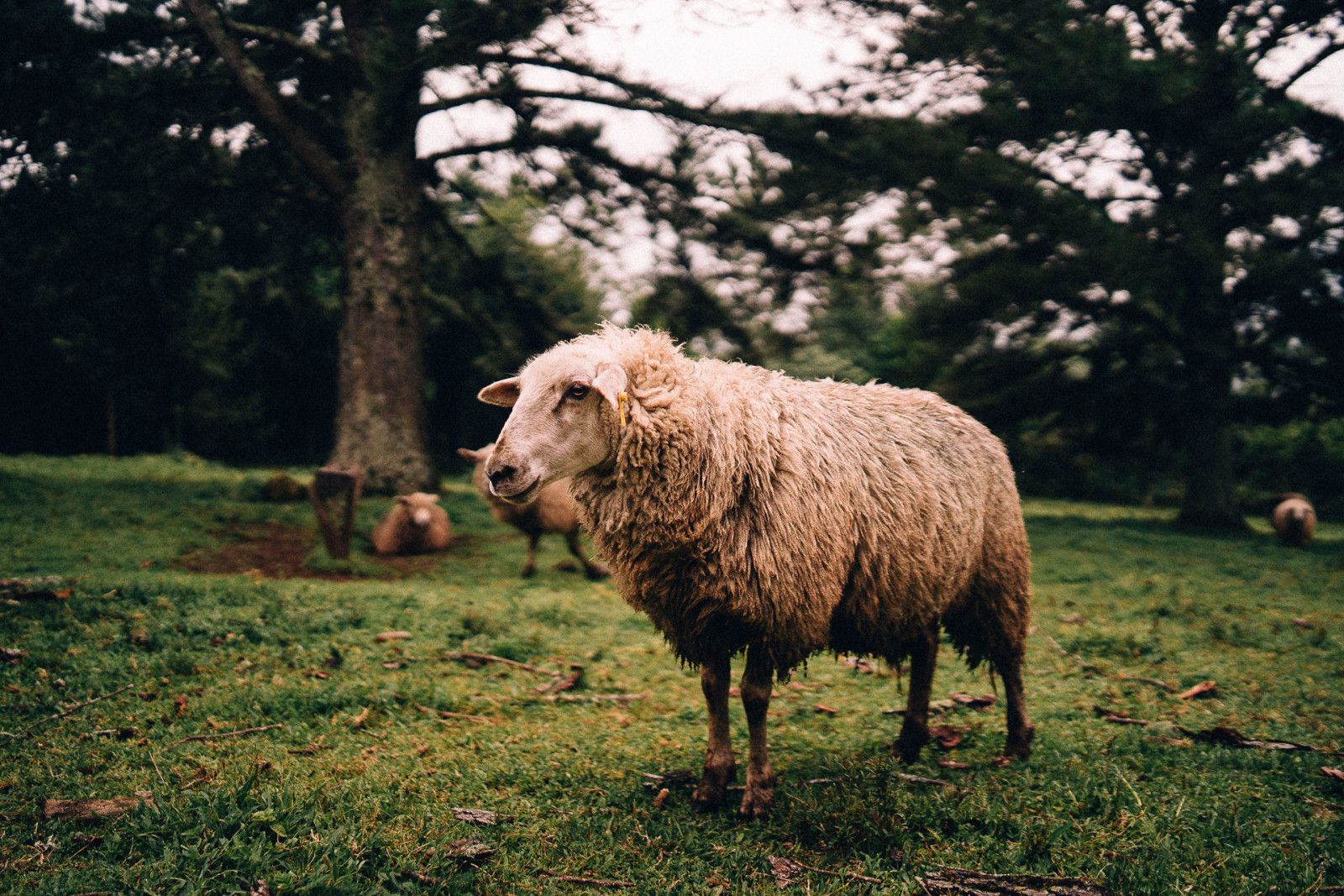 Casamento na serra - 2 - 17