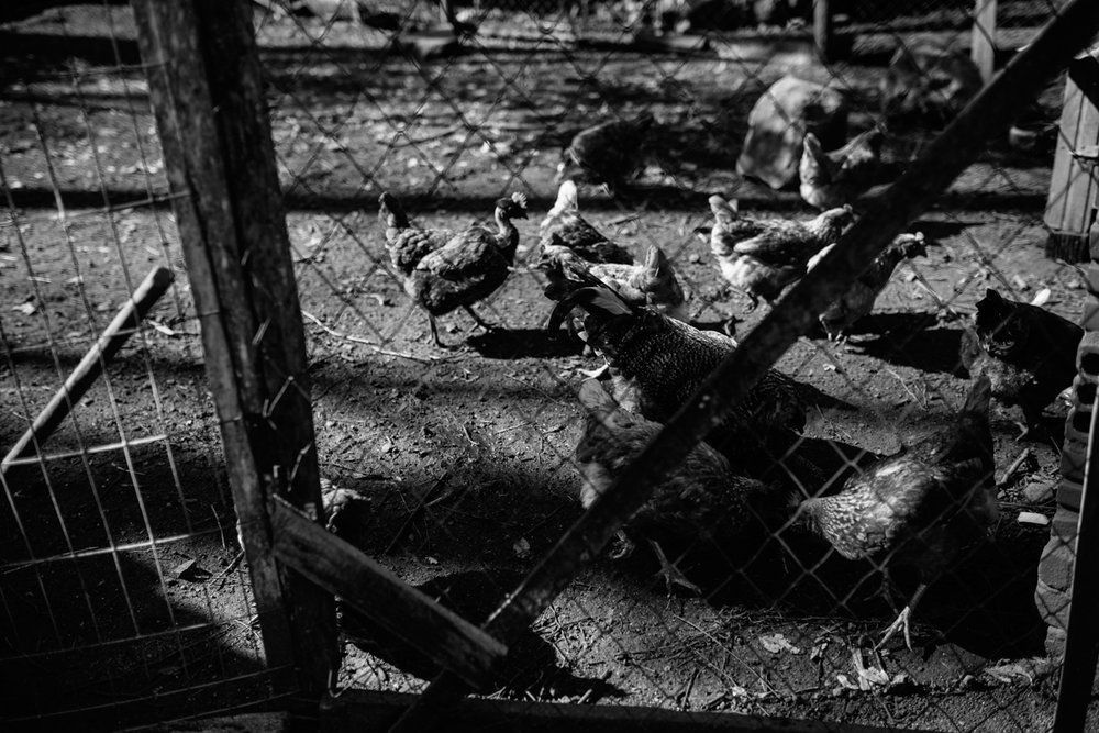 Polenta Gourmet - 2 - 48