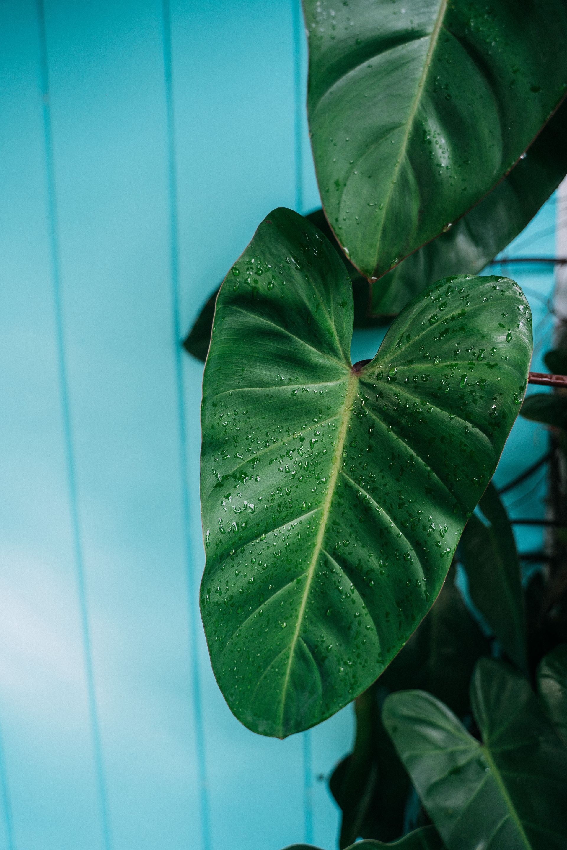 Casamento em Trancoso - 2 - 75