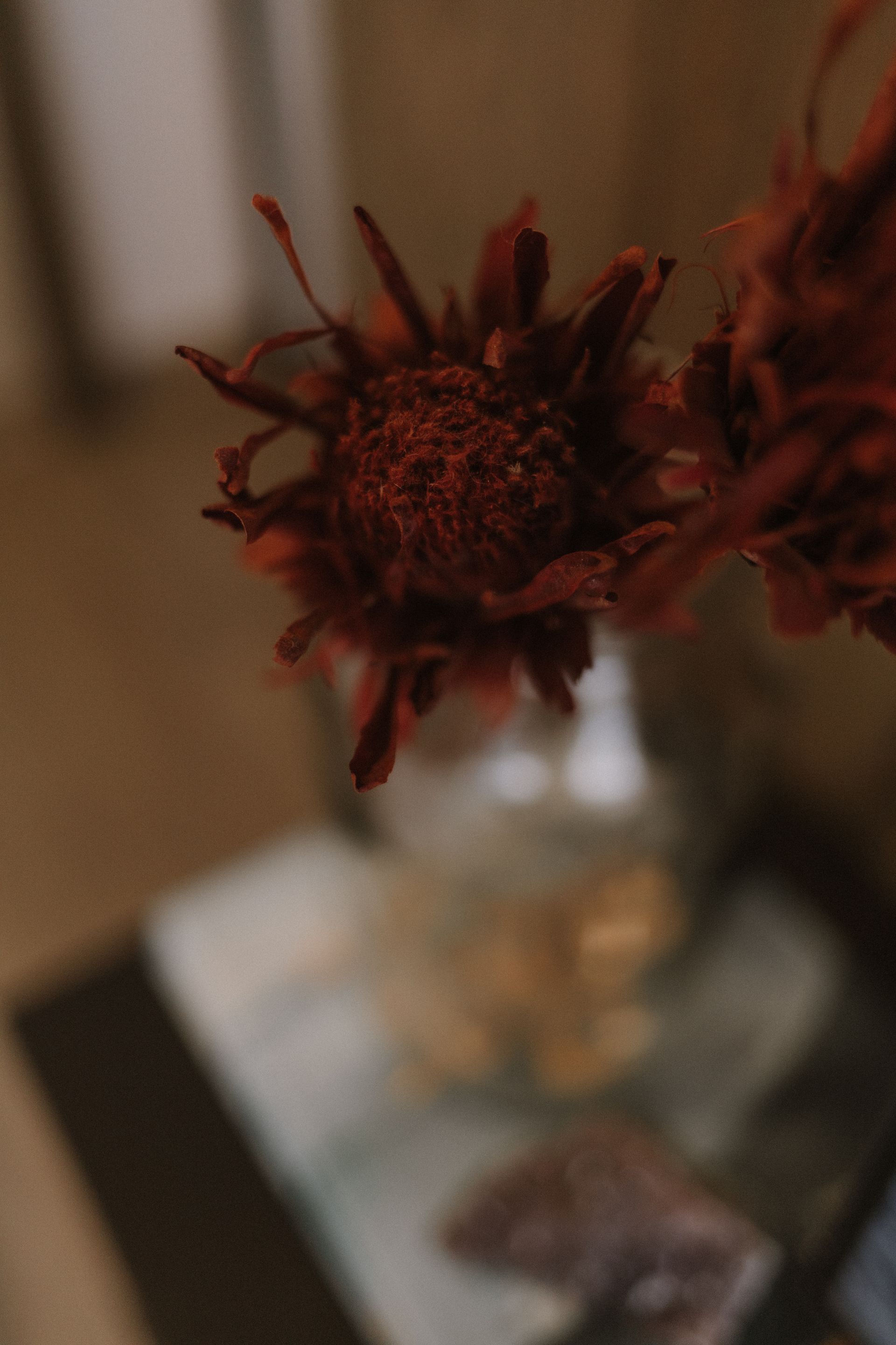 Sofia e Du à espera do Pippo - 2 - 0