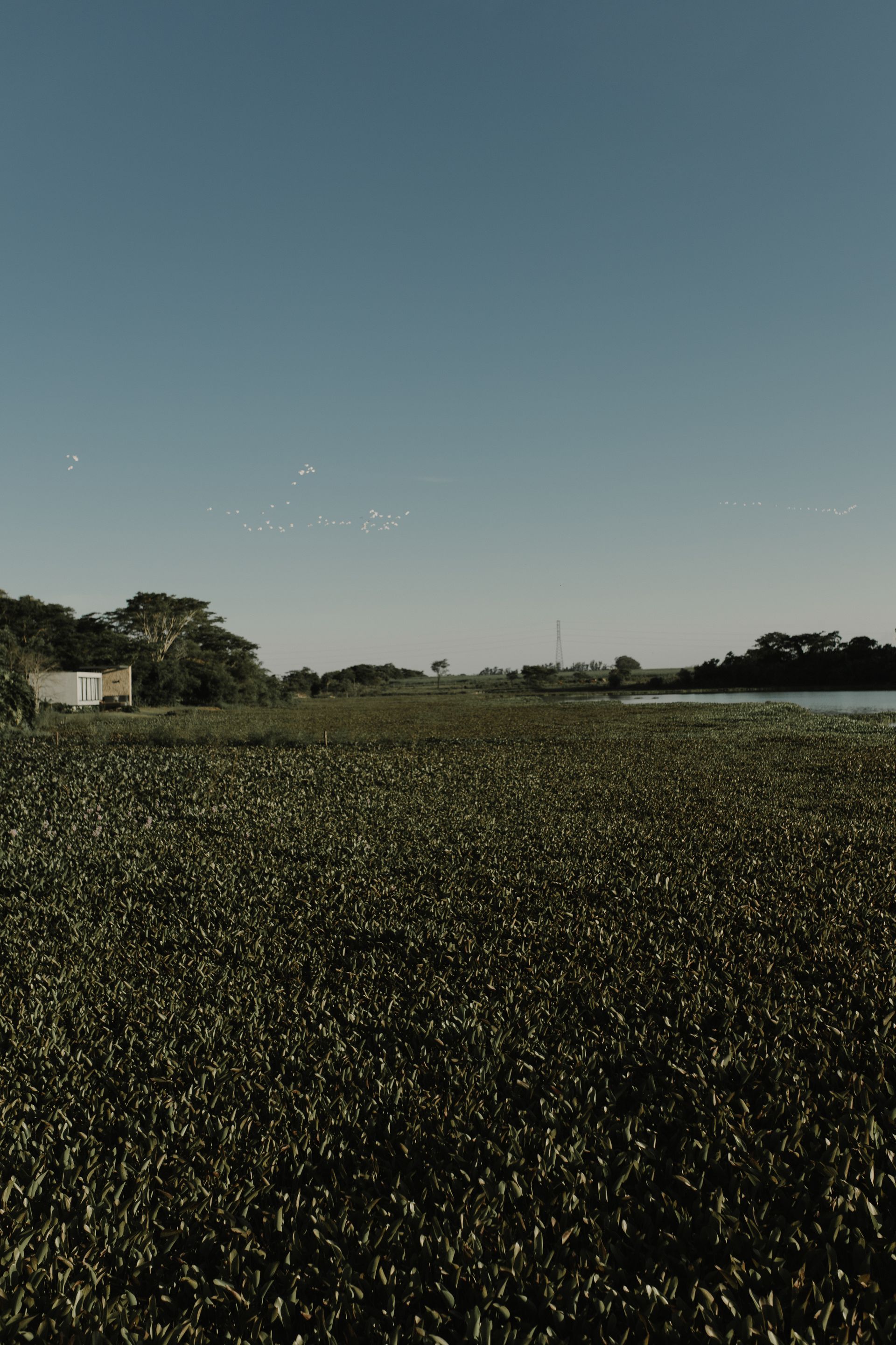Camila e Rodrigo à espera de Ravi - 2 - 26