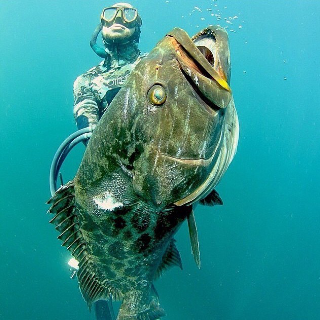 CURSO OXIGÊNIO MASTER - TUDO QUE VOCÊ PRECISA PARA MERGULHO EM APNÉIA E PESCA SUB - 29 - 4