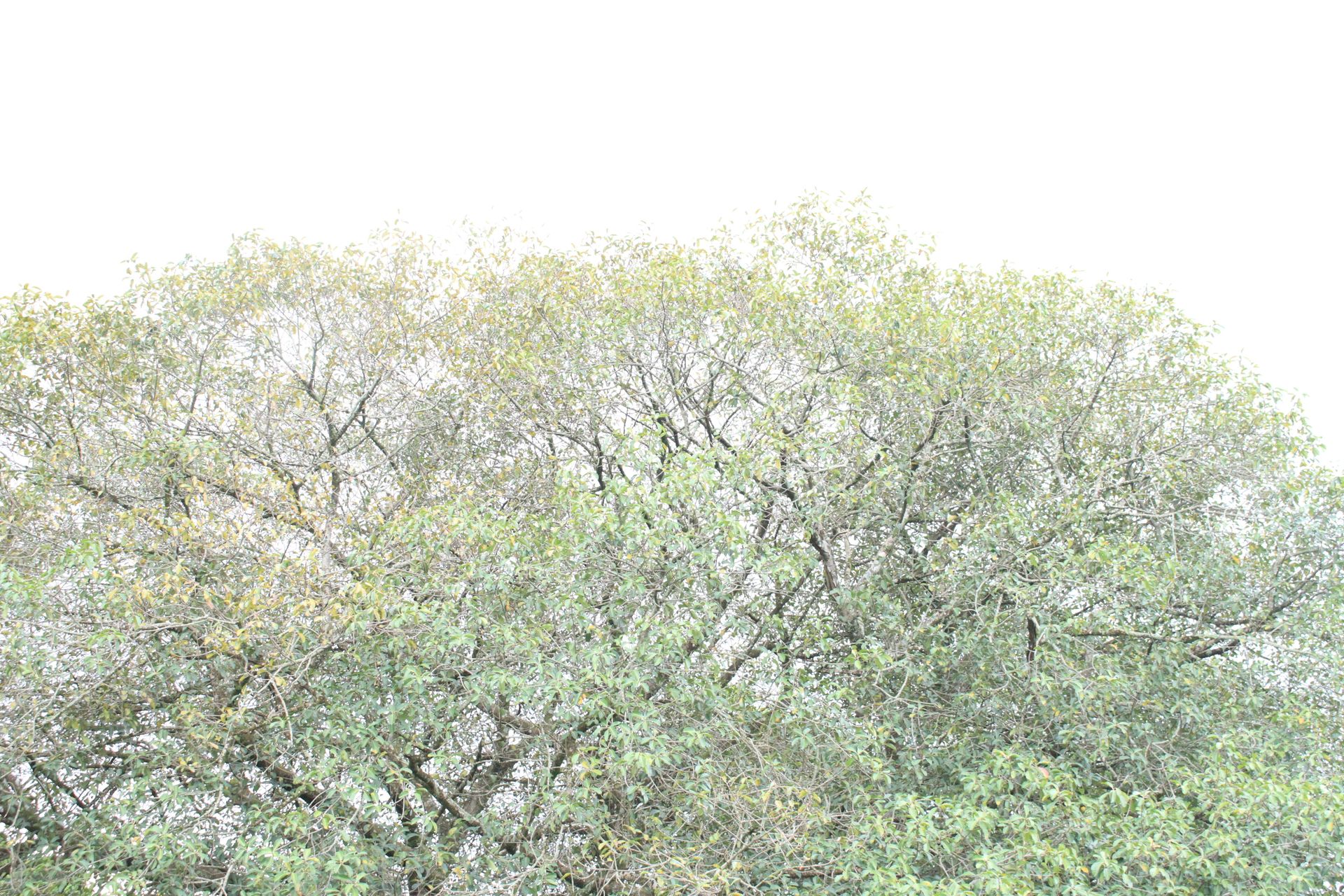 Festa da Integração dos 1º anos - 2 - 748