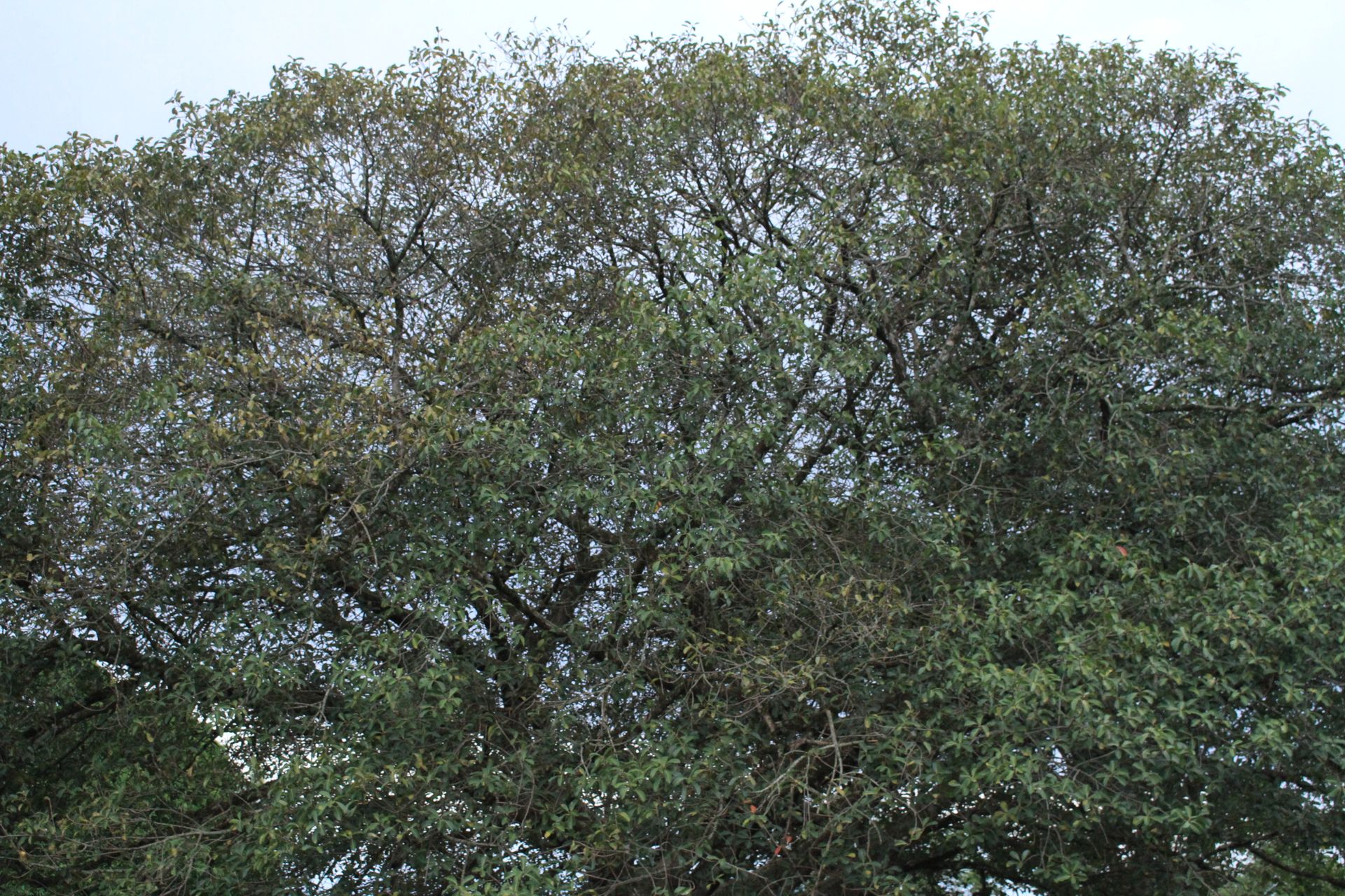 Festa da Integração dos 1º anos - 2 - 750