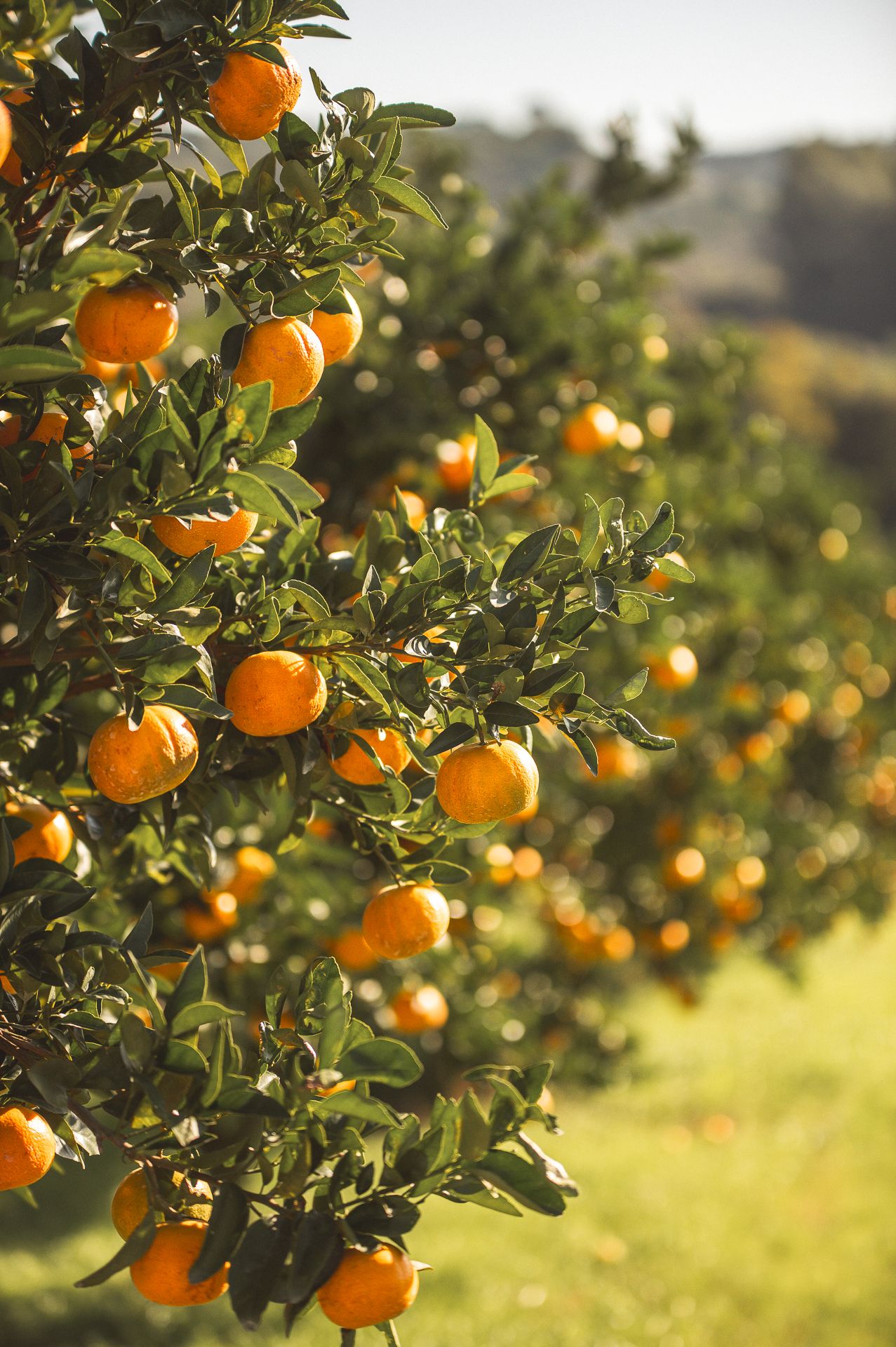 Ensaio Pré Casamento Denise e Vinícios Ninho das Águias - Nova Petrópolis - 2 - 2