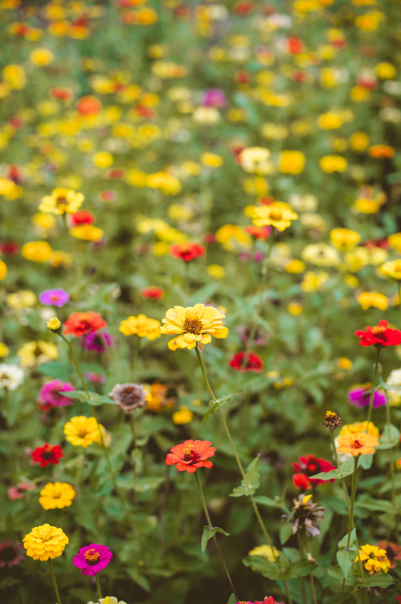 Ensaio Natália e Leonardo - 2 - 2