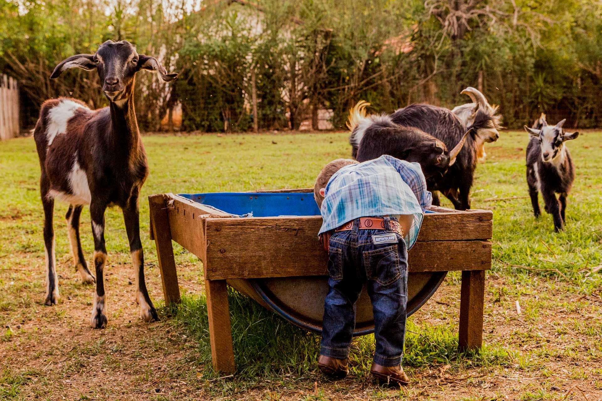 Fazendinha com João Gabriel em Santo Antônio da Alegria SP - 2 - 8
