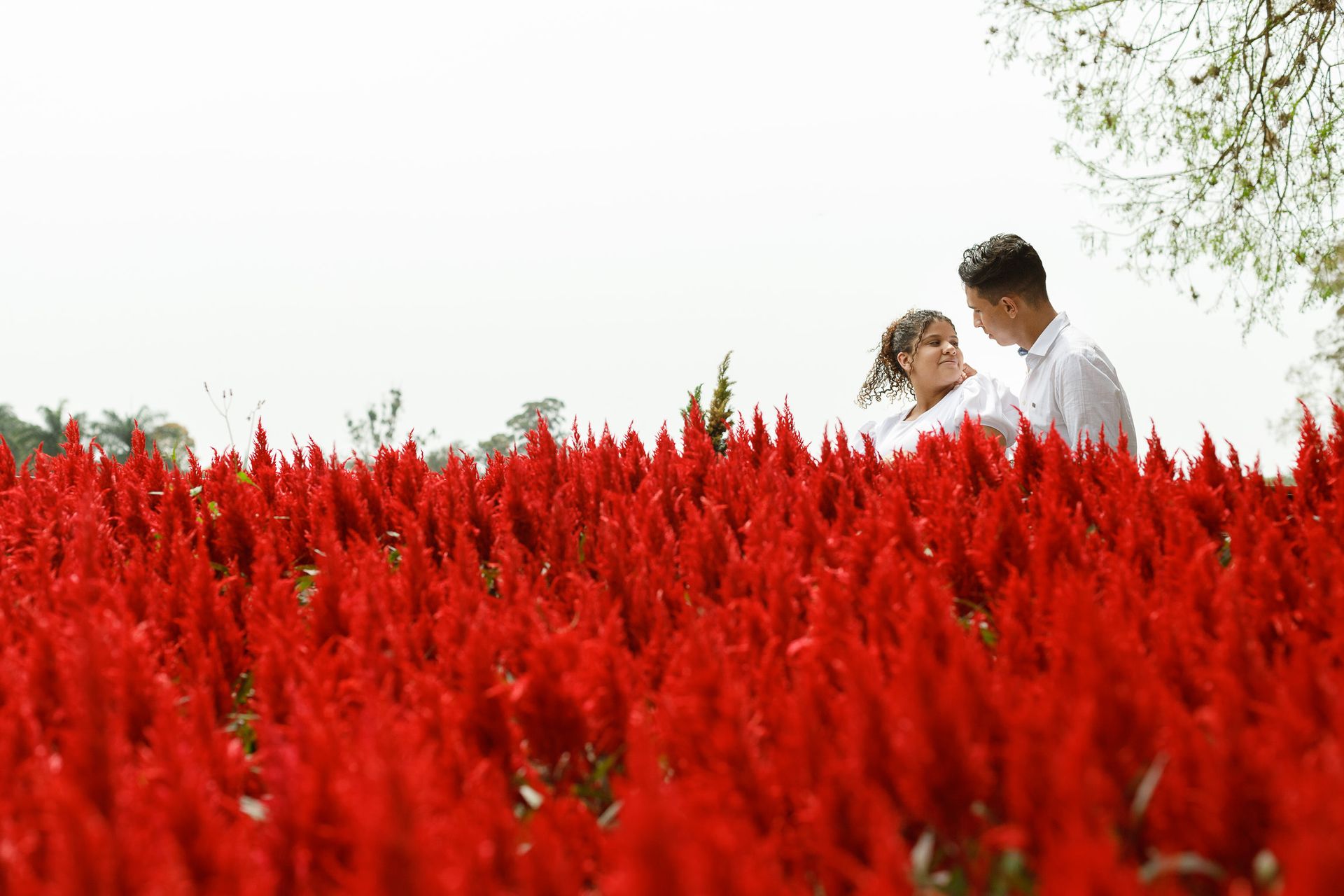 Ensaio Pré Wedding de Letícia e Elismar em Holambra - SP - 1 - 0