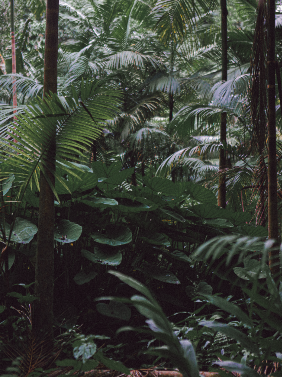 Paraná Tropical - 2 - 2