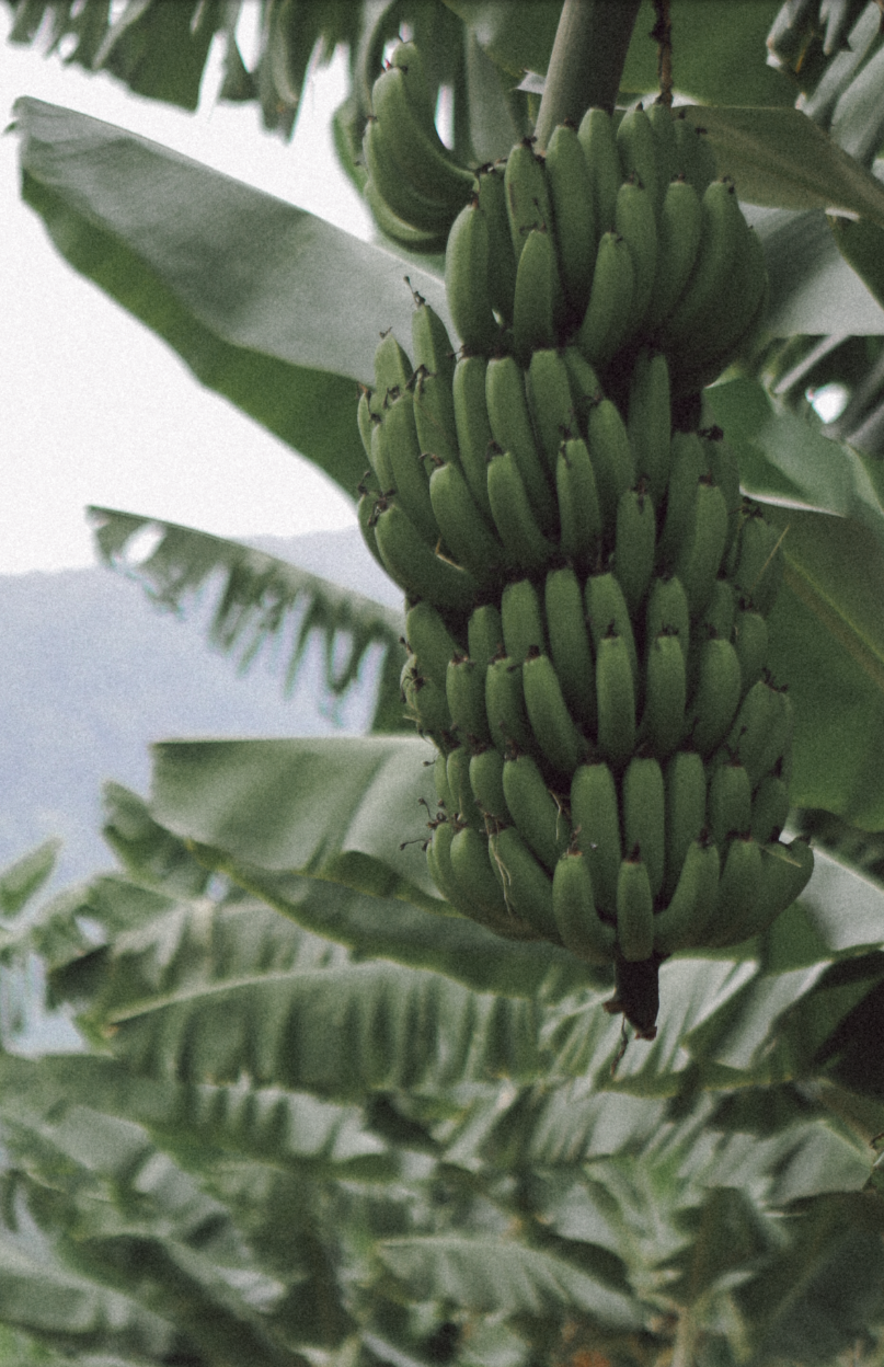 Paraná Tropical - 2 - 1