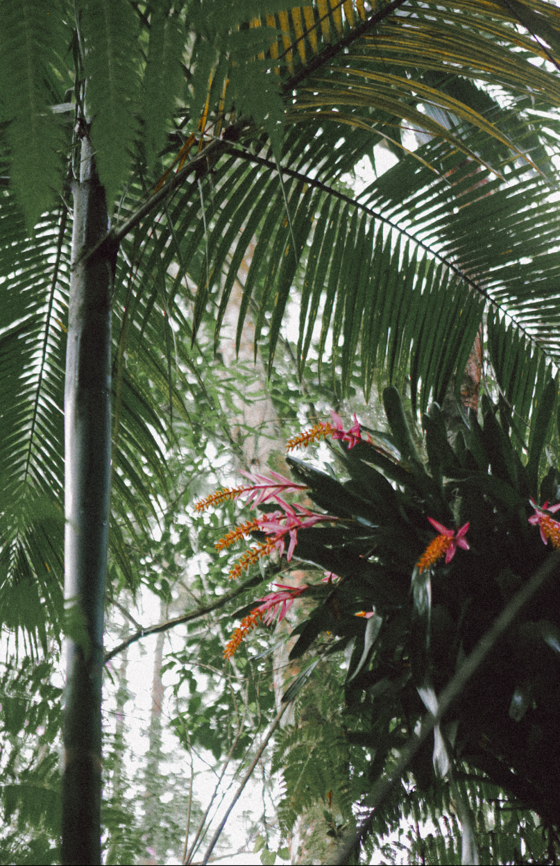 Paraná Tropical - 2 - 3