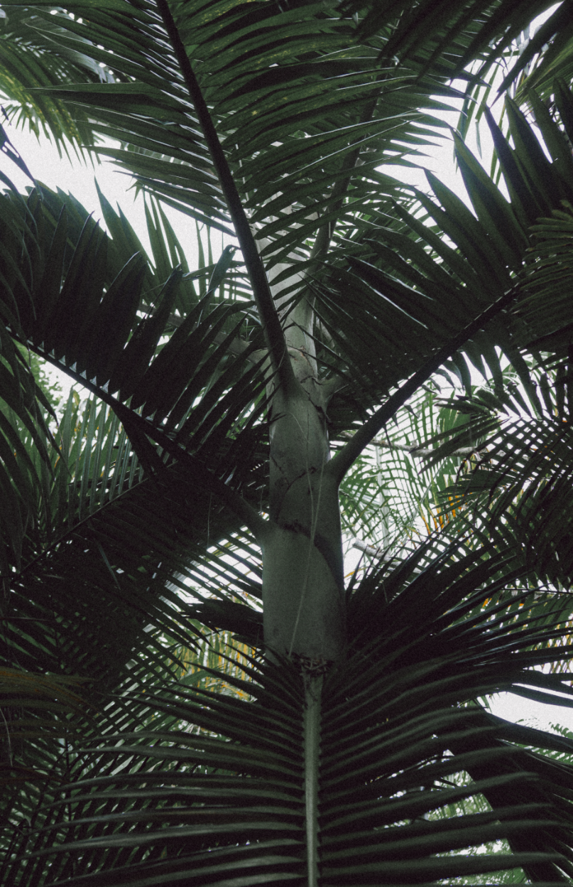 Paraná Tropical - 2 - 6