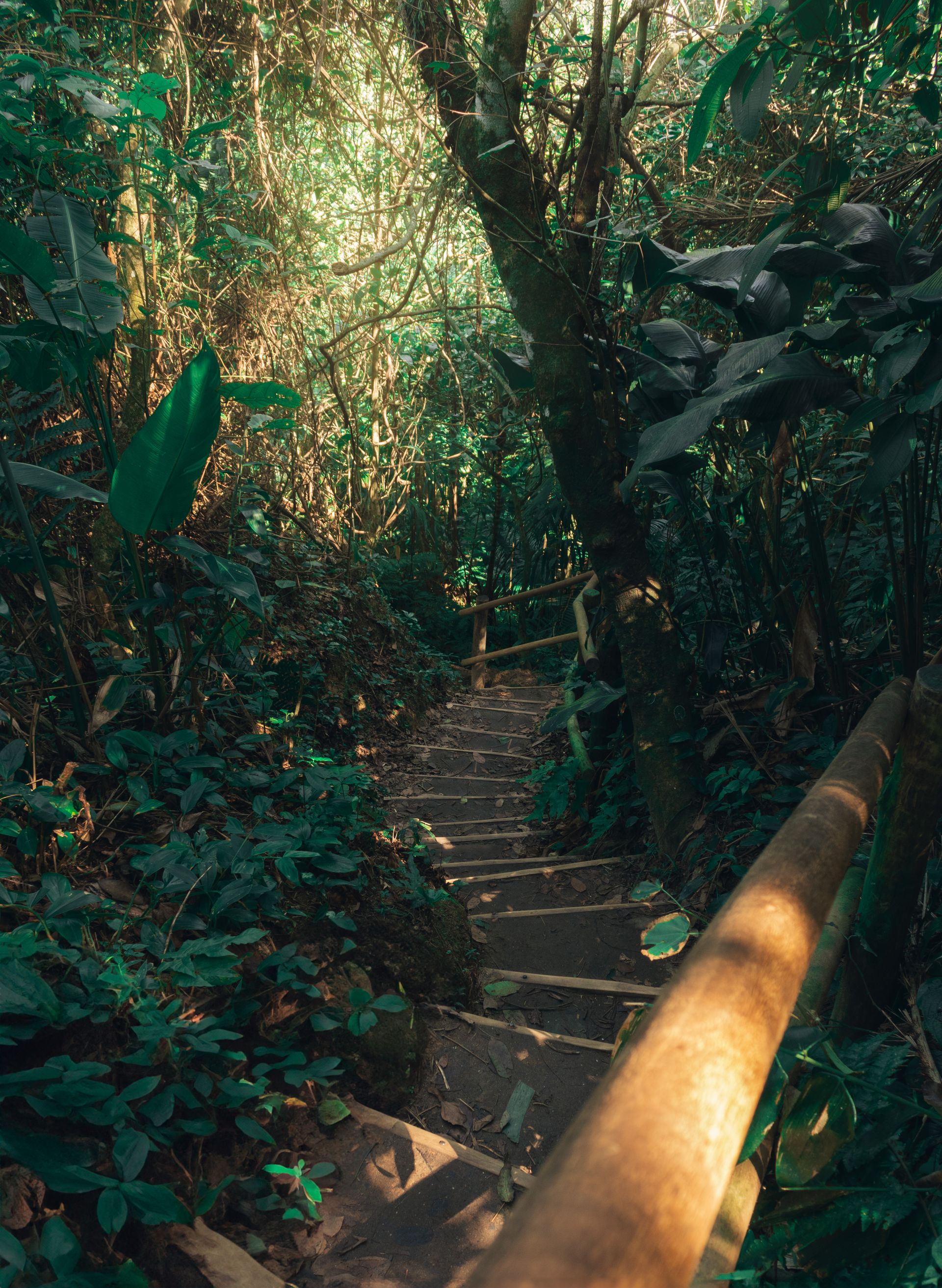 Trilha dos Surfistas pelo Parque Estadual Xixová Japuí - 2 - 0
