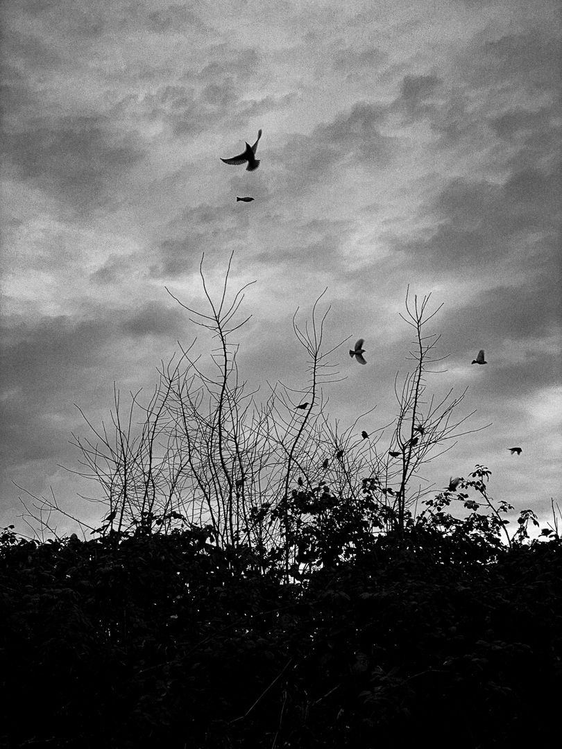 PERTENCIMENTO - 1 - 1