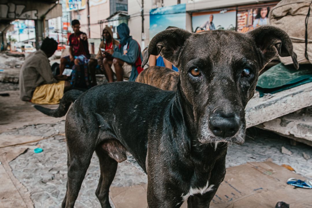 Debaixo da Terceira Ponte. - 1 - 17