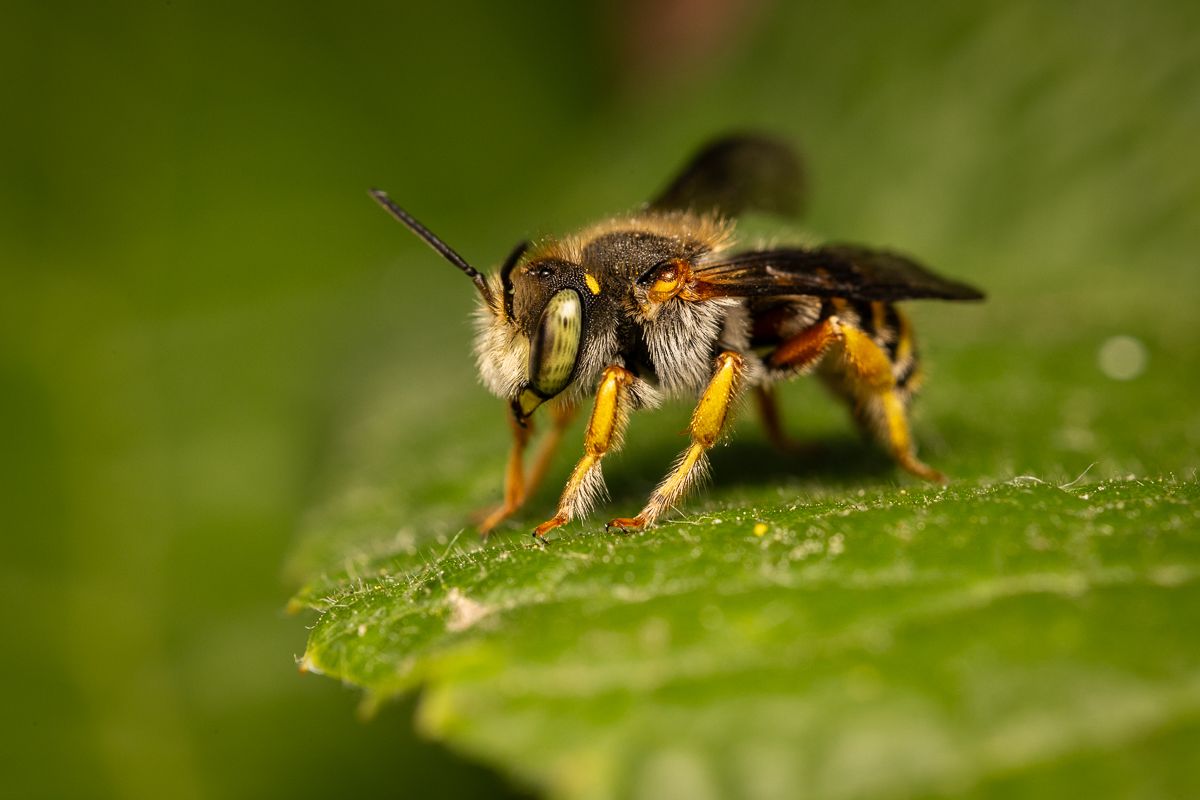 WILD BEES: The Ongoing  Decline and Efforts of Biologists, Ecologists and Conservationists to break the thread in Europe by António Cruz - 2 - 14