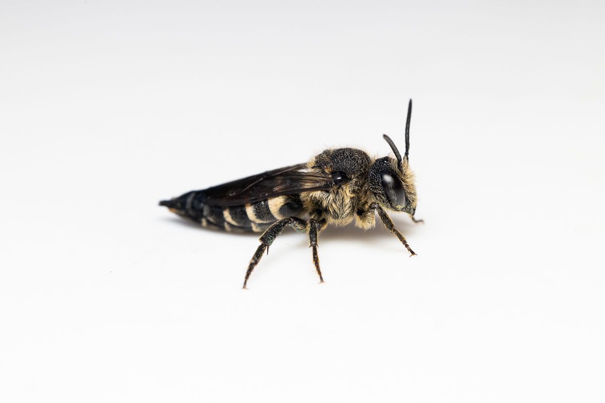 WILD BEES: The Ongoing  Decline and Efforts of Biologists, Ecologists and Conservationists to break the thread in Europe by António Cruz - 2 - 11