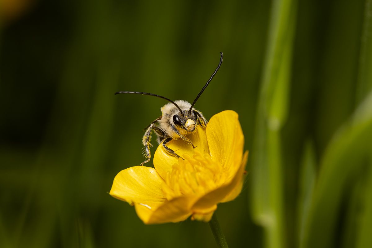 WILD BEES: The Ongoing  Decline and Efforts of Biologists, Ecologists and Conservationists to break the thread in Europe by António Cruz - 2 - 5