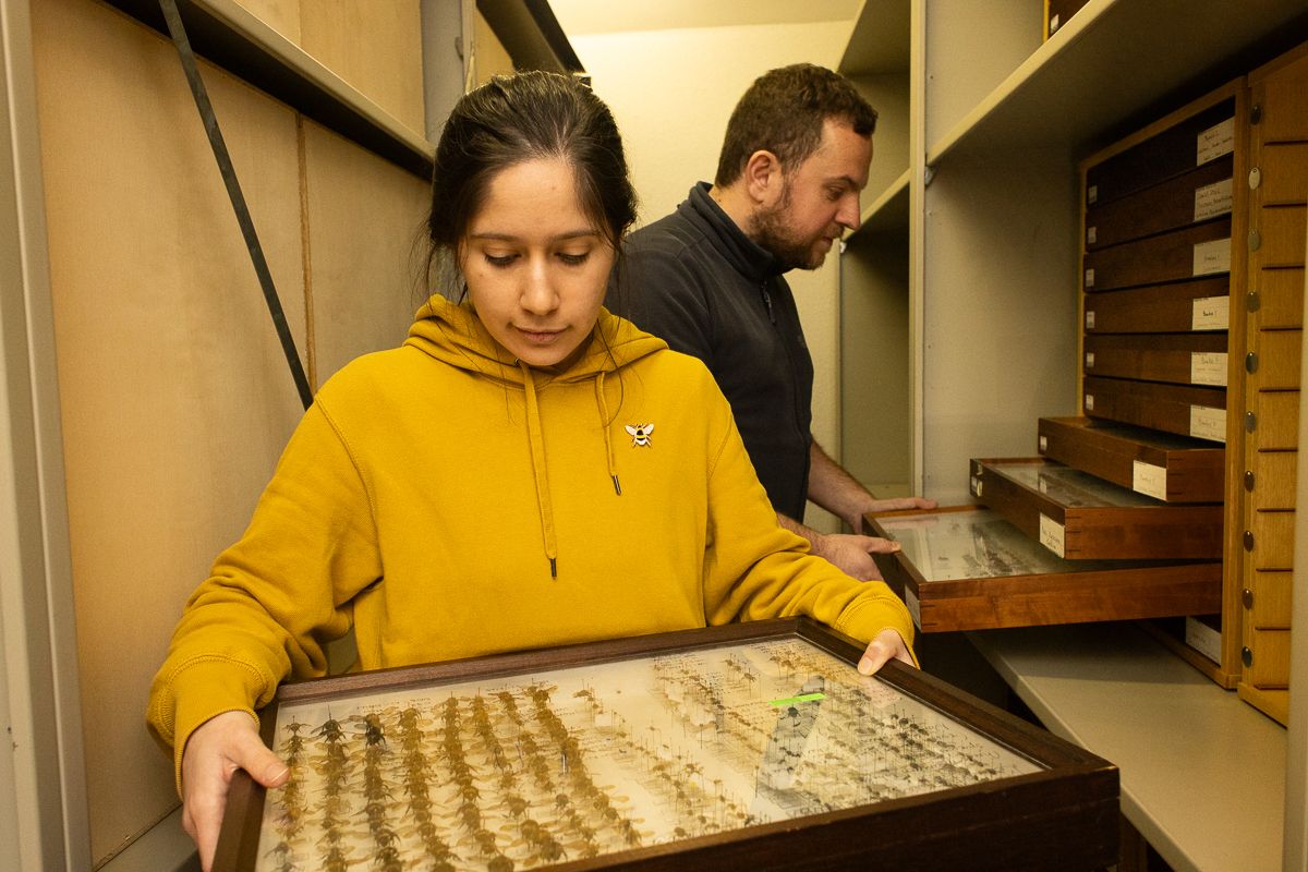 WILD BEES: The Ongoing  Decline and Efforts of Biologists, Ecologists and Conservationists to break the thread in Europe by António Cruz - 2 - 2