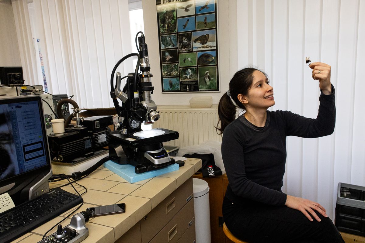 WILD BEES: The Ongoing  Decline and Efforts of Biologists, Ecologists and Conservationists to break the thread in Europe by António Cruz - 2 - 3