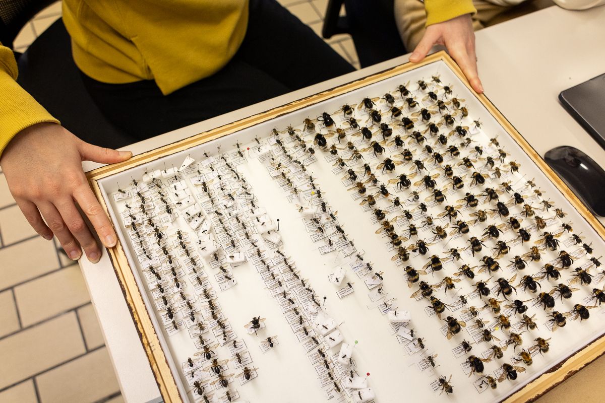 WILD BEES: The Ongoing  Decline and Efforts of Biologists, Ecologists and Conservationists to break the thread in Europe by António Cruz - 2 - 0