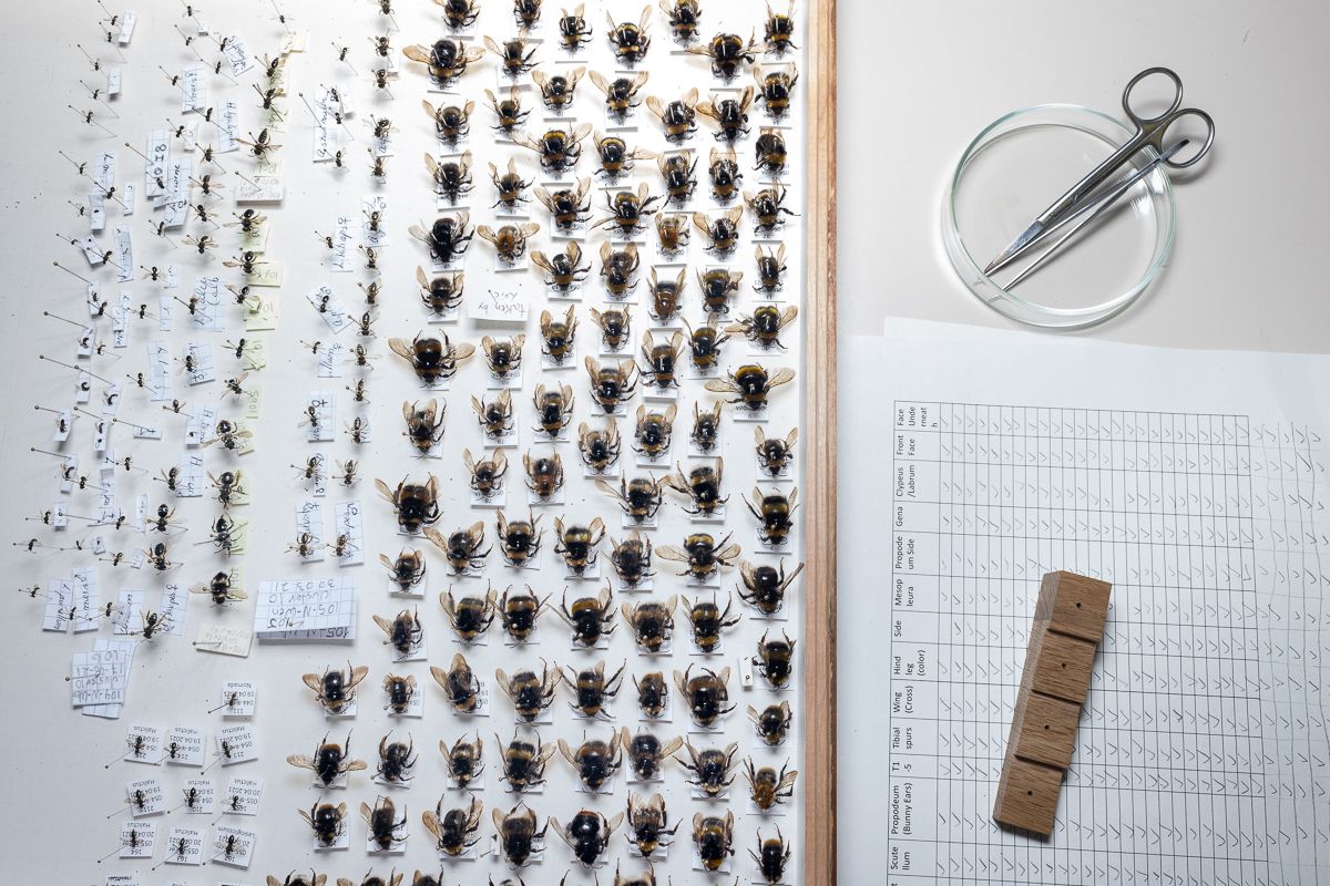 WILD BEES: The Ongoing  Decline and Efforts of Biologists, Ecologists and Conservationists to break the thread in Europe by António Cruz - 2 - 4