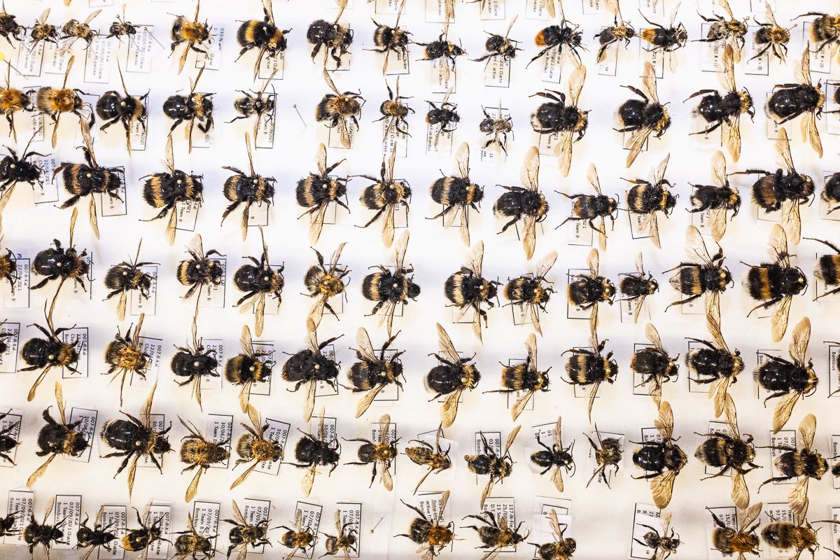 WILD BEES: The Ongoing  Decline and Efforts of Biologists, Ecologists and Conservationists to break the thread in Europe by António Cruz - 2 - 16