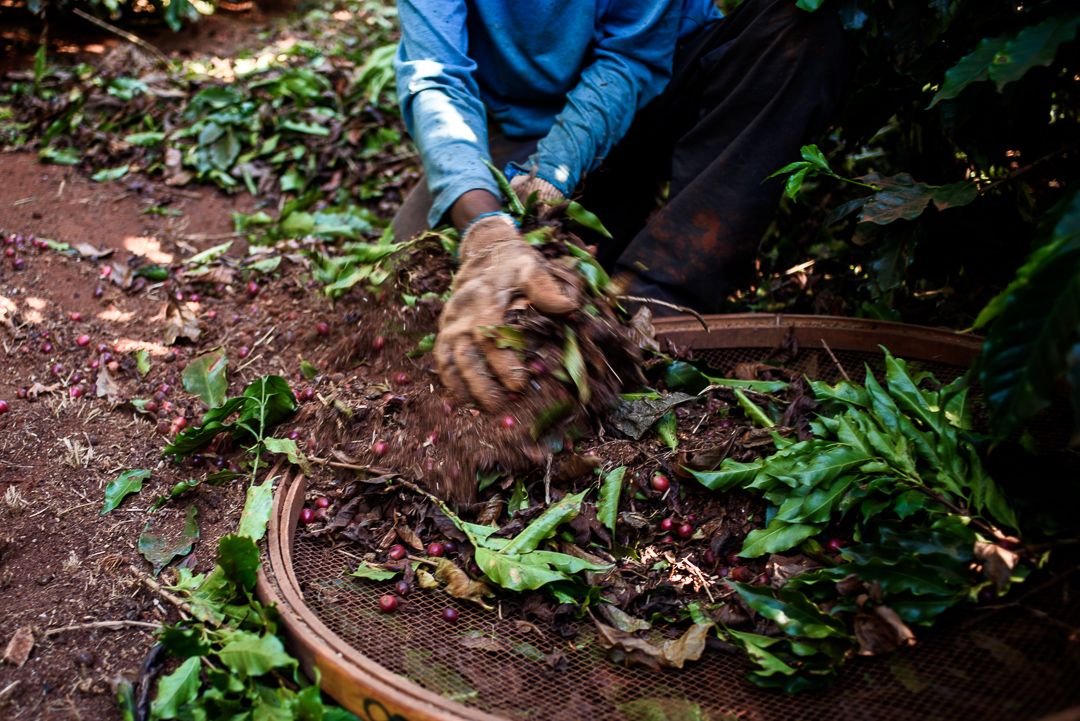ERASURE : a cultural catalogue and descent repair in Minas Gerais, that deals with the conflicts of 'social whitening' and neglect of Brazilian History since the times of slavery. By Monique Olive - 3 - 16