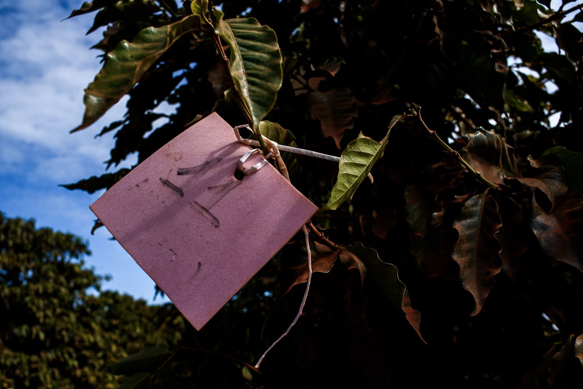 MATRIARCHS OF THE COFFEE FIELDS : the social shift on the leadership and identity of a powerful conservative industry by Monique Olive - 2 - 4