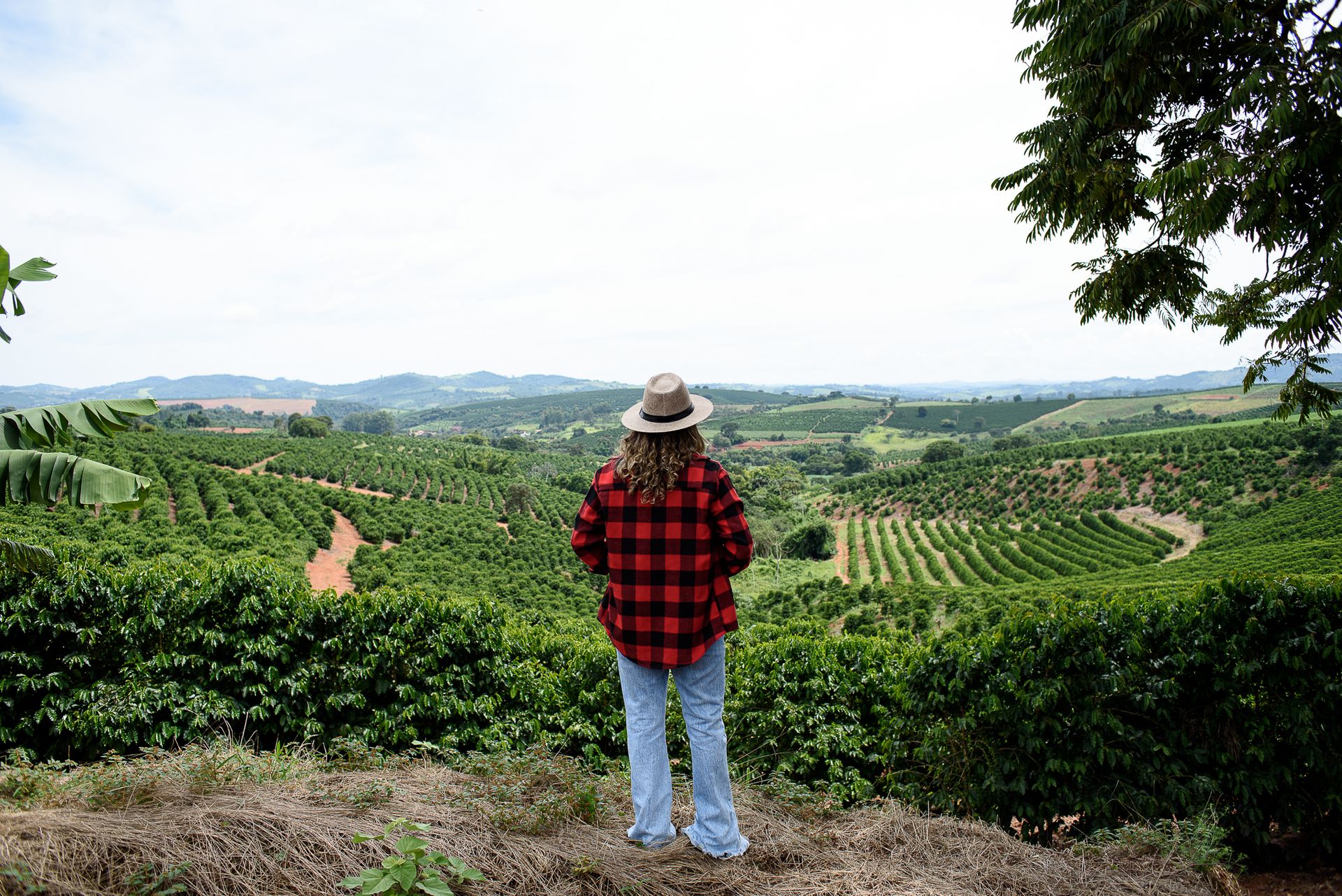 MATRIARCHS OF THE COFFEE FIELDS : the social shift on the leadership and identity of a powerful conservative industry by Monique Olive - 2 - 11
