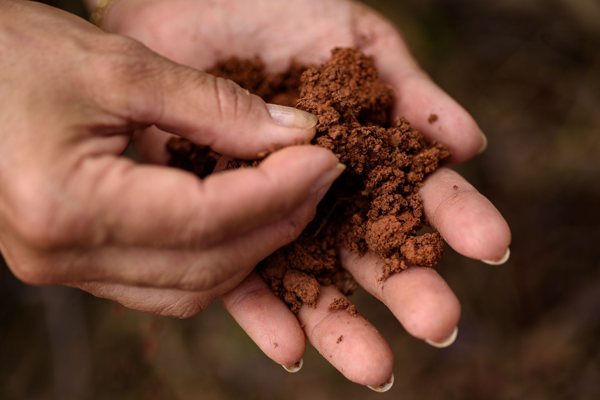 MATRIARCHS OF THE COFFEE FIELDS : the social shift on the leadership and identity of a powerful conservative industry by Monique Olive - 2 - 13