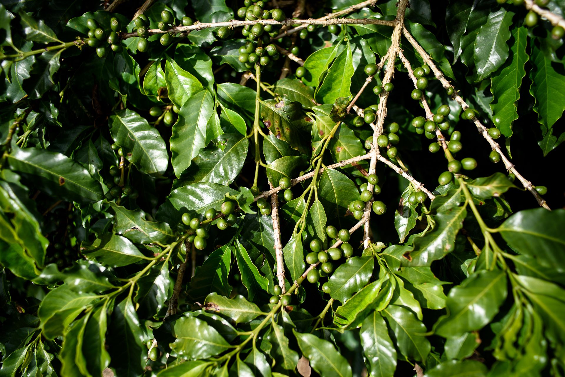 MATRIARCHS OF THE COFFEE FIELDS : the social shift on the leadership and identity of a powerful conservative industry by Monique Olive - 2 - 14