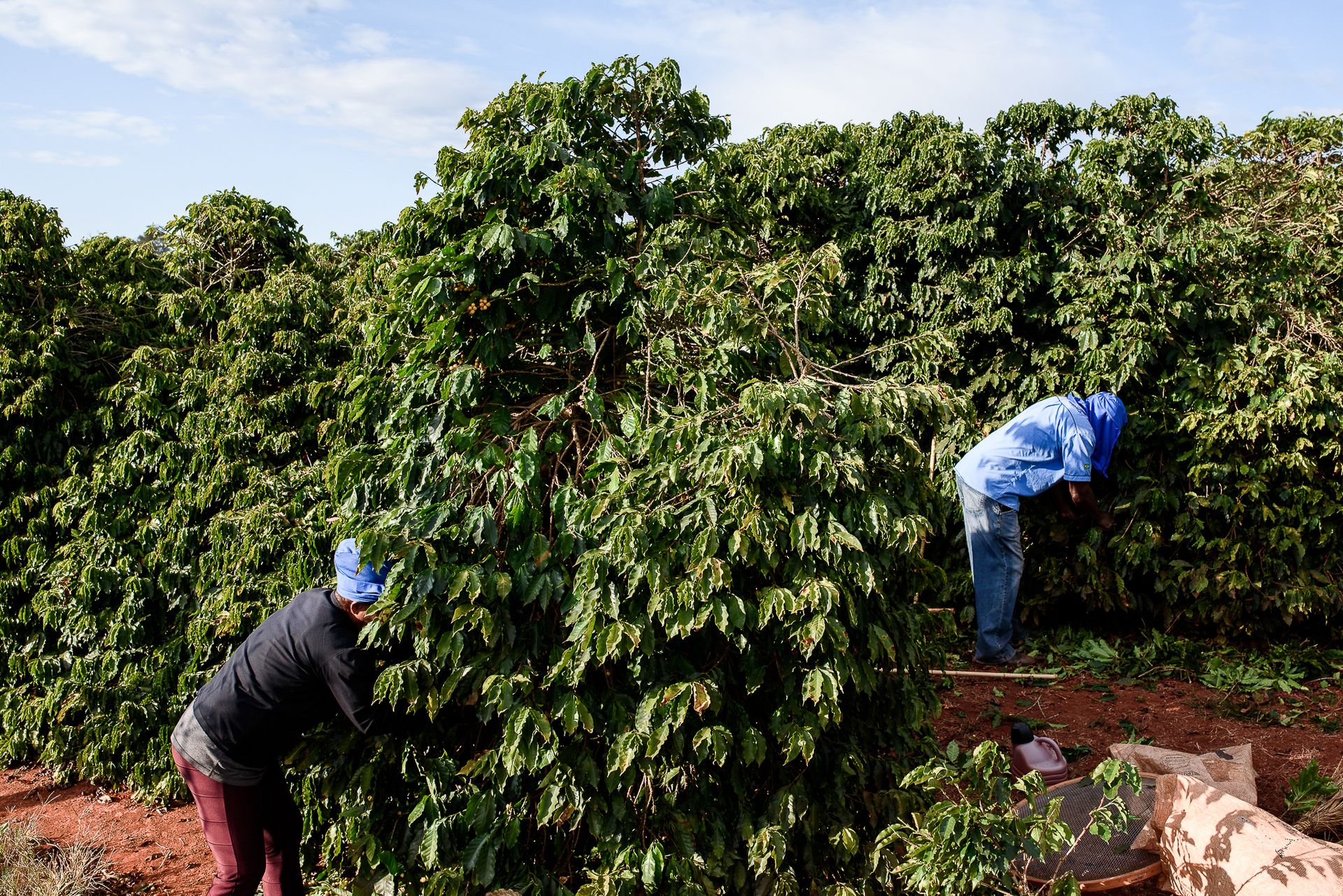 MATRIARCHS OF THE COFFEE FIELDS : the social shift on the leadership and identity of a powerful conservative industry by Monique Olive - 2 - 7