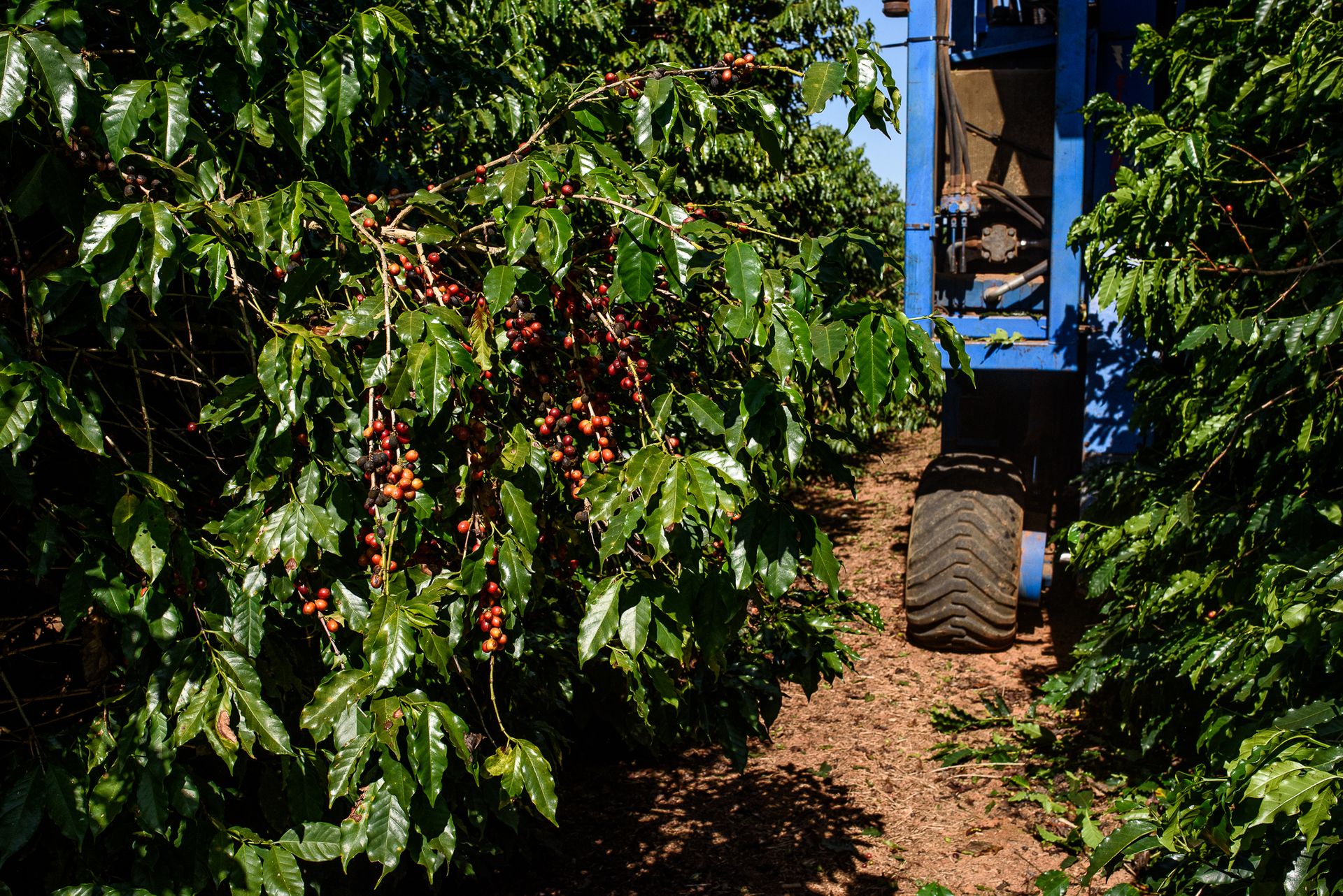 MATRIARCHS OF THE COFFEE FIELDS : the social shift on the leadership and identity of a powerful conservative industry by Monique Olive - 3 - 2