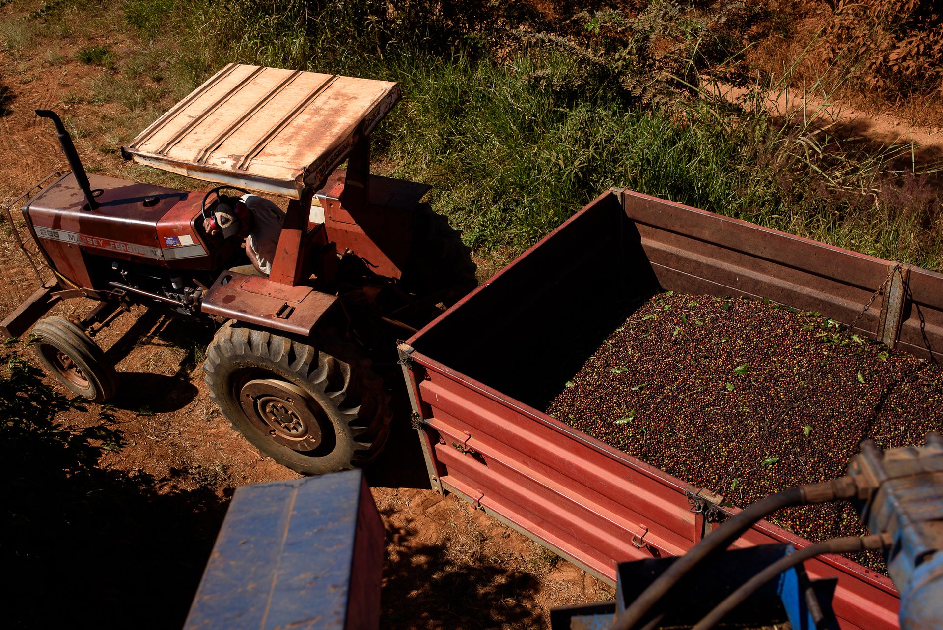 MATRIARCHS OF THE COFFEE FIELDS : the social shift on the leadership and identity of a powerful conservative industry by Monique Olive - 3 - 0
