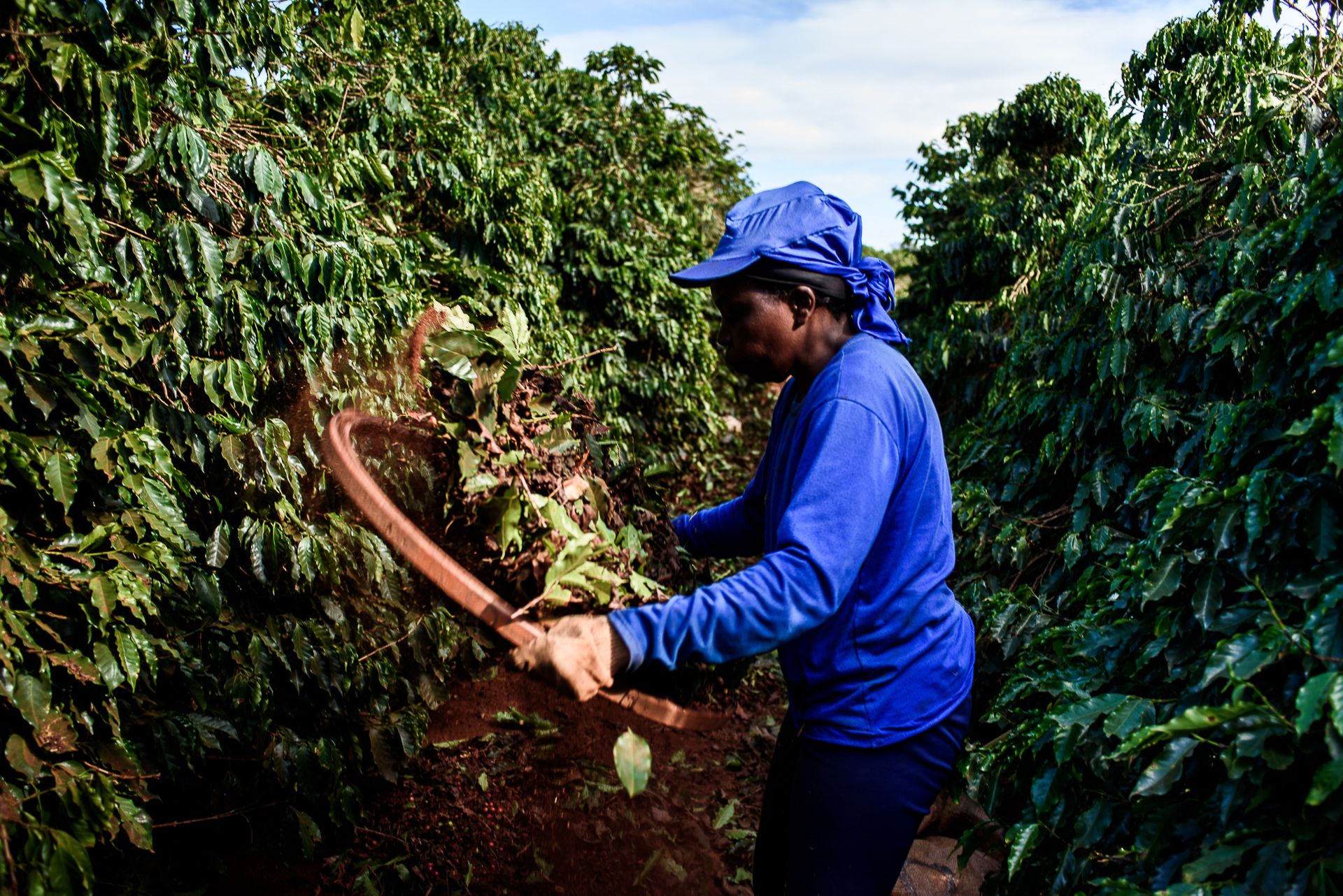MATRIARCHS OF THE COFFEE FIELDS : the social shift on the leadership and identity of a powerful conservative industry by Monique Olive - 2 - 5