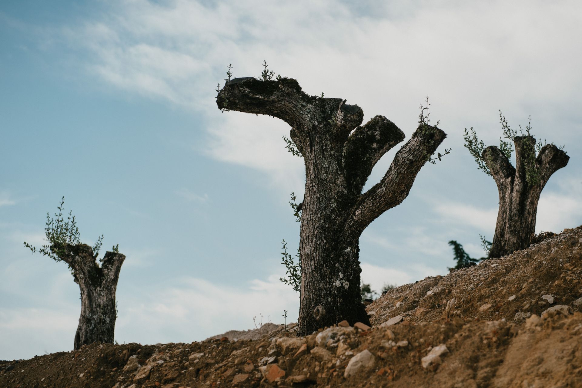 SOCIAL MAKE-UP:  The reflex of the urban crisis in major cities of Brazil by Ana Montez - 2 - 27