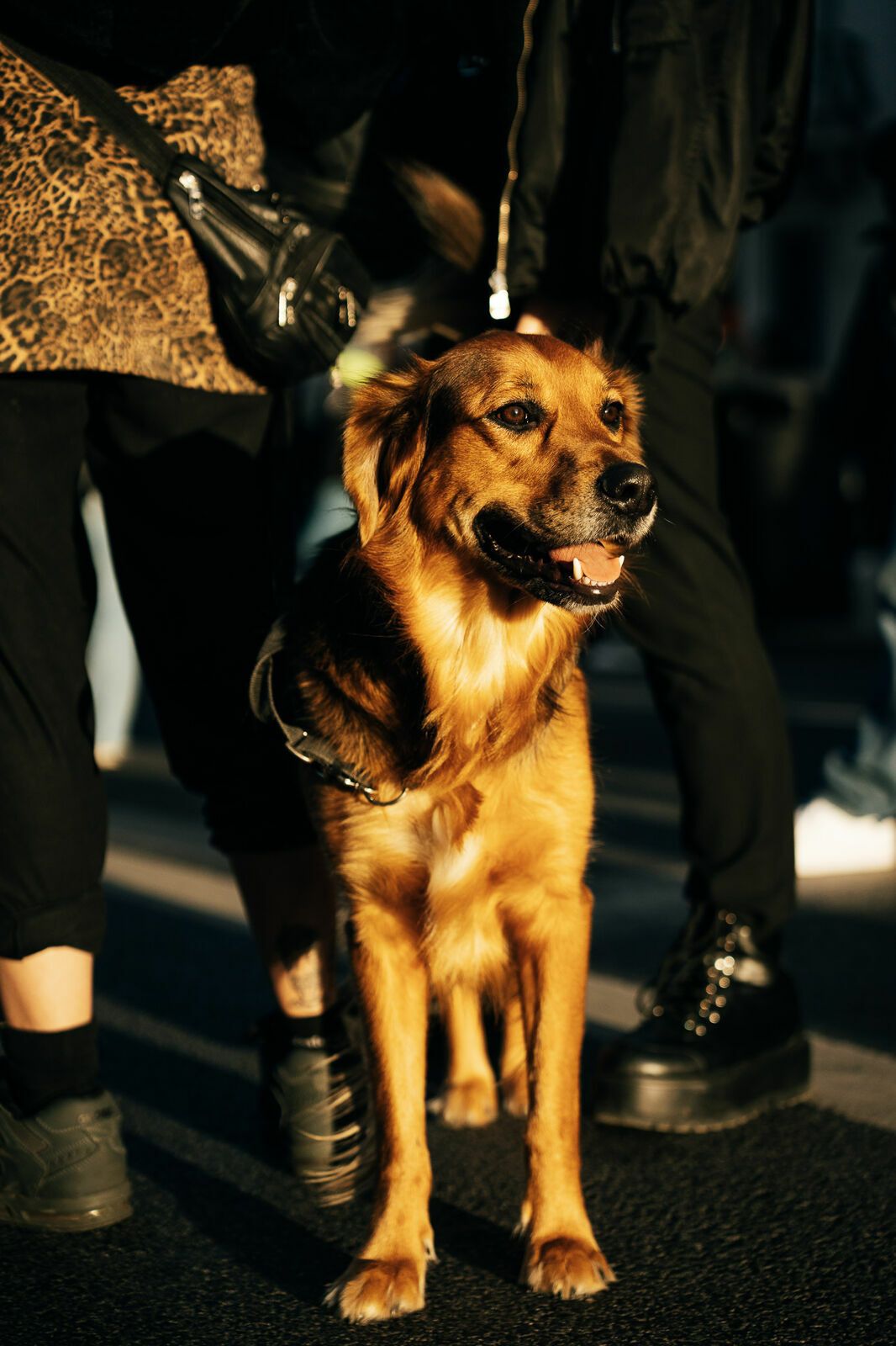 Manifestação De Defesa Animal - 1 - 0
