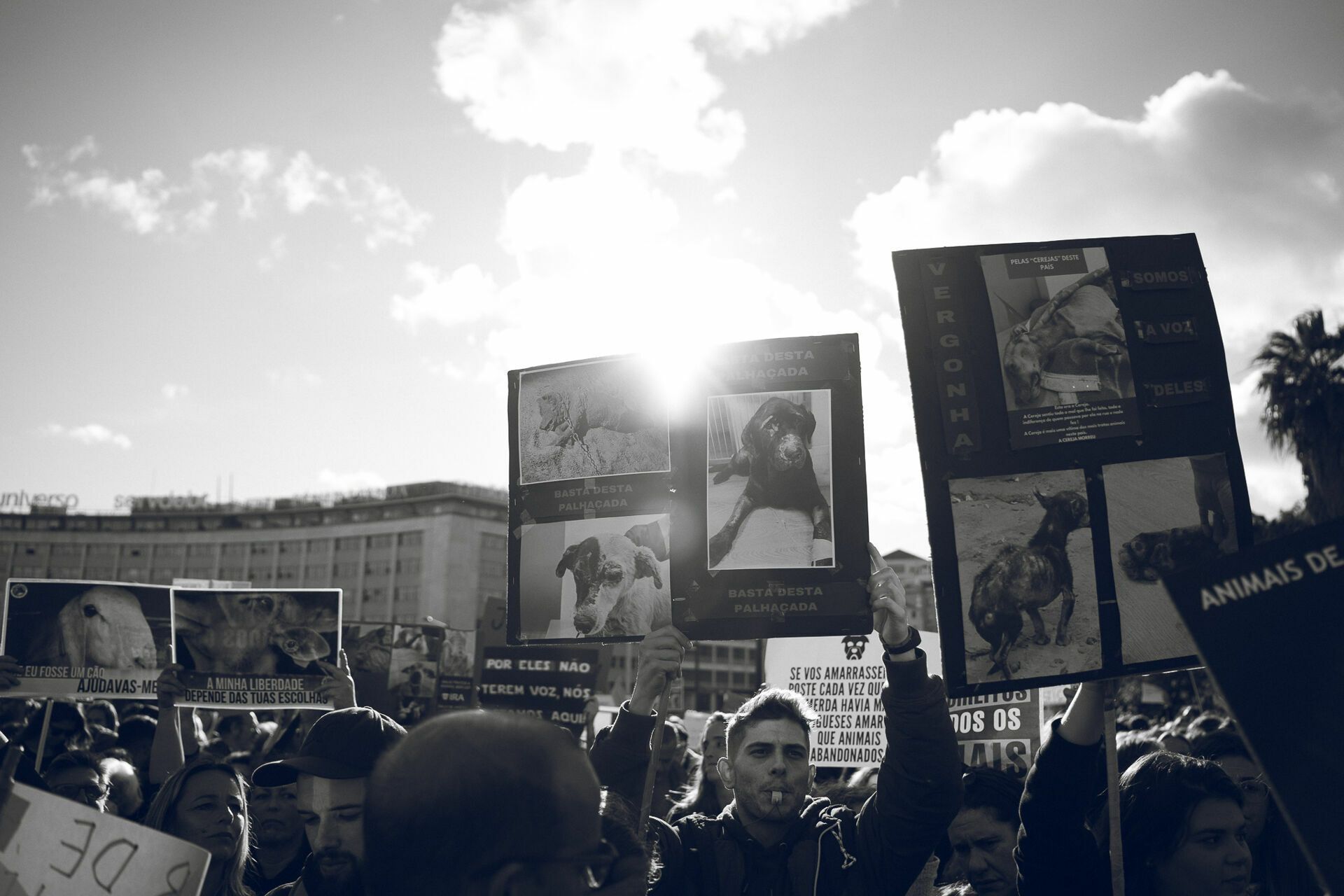 Manifestação De Defesa Animal - 1 - 0