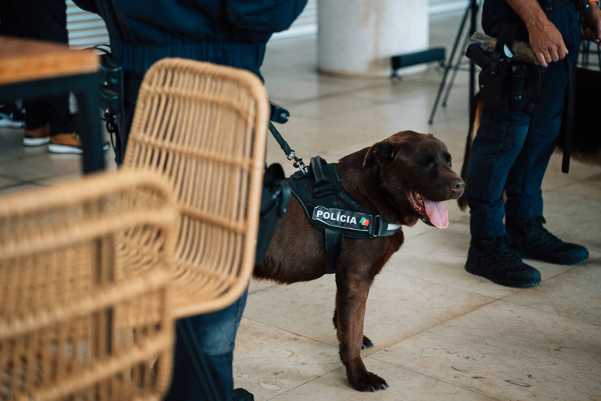 Taça de Portugal // F.C Porto vs F.C Braga - 2 - 0