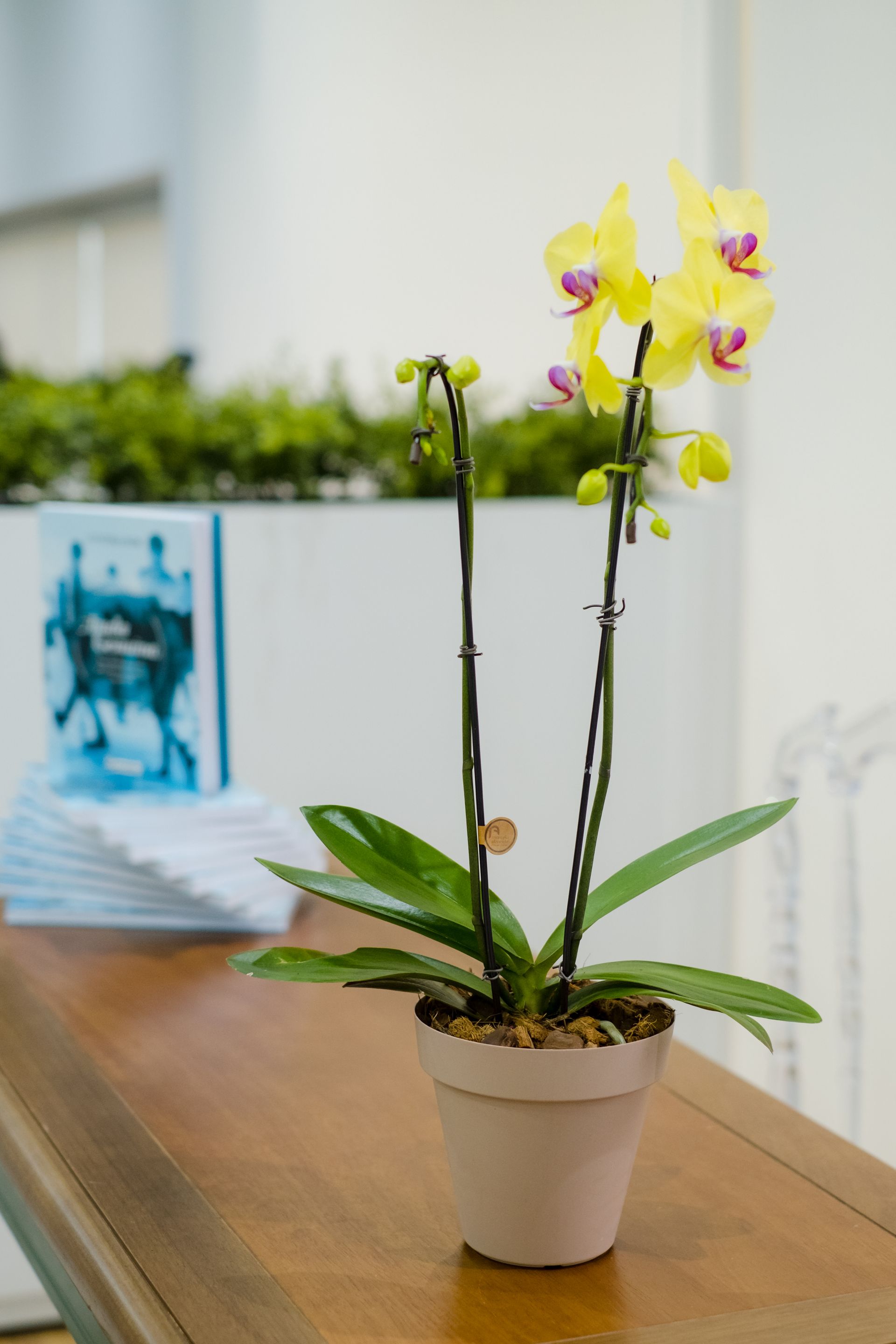 Lançamento do livro Ajuda Genuína - 2 - 28