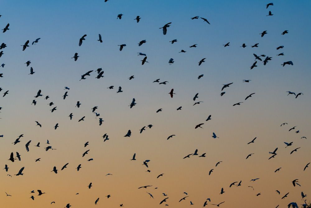 Lençois Maranhenses - Aves - 2 - 1
