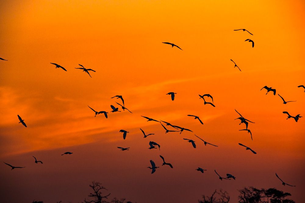 Lençois Maranhenses - Aves - 2 - 2