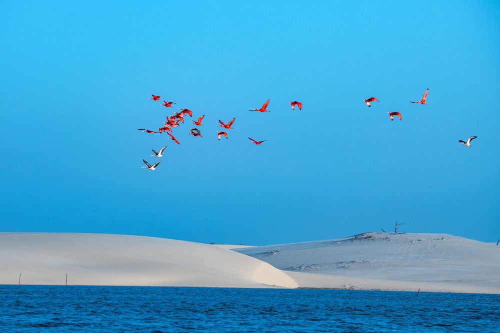 Lençois Maranhenses - Aves - 2 - 3
