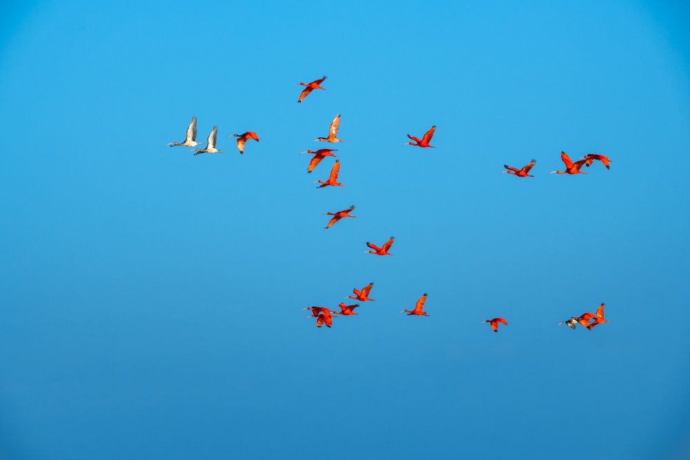 Lençois Maranhenses - Aves - 2 - 0