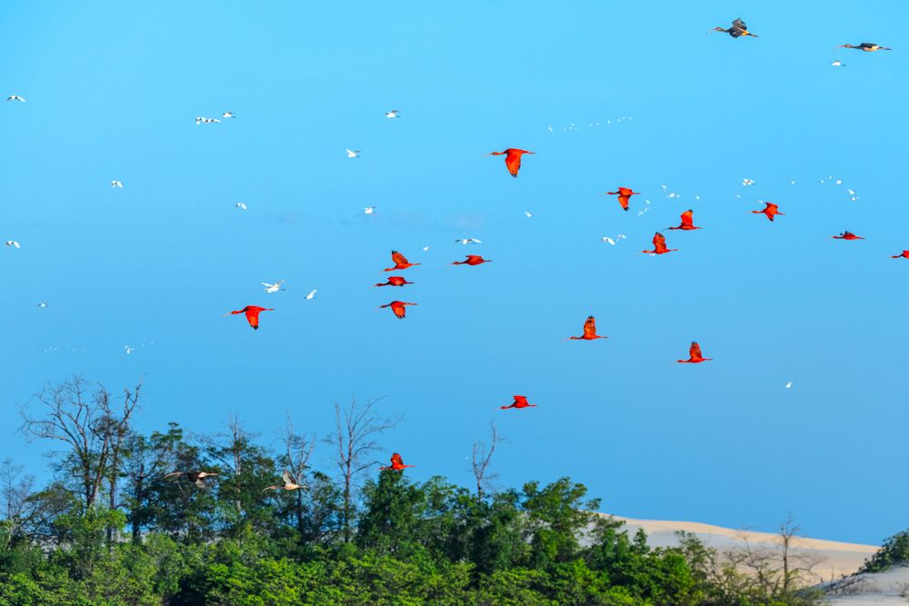 Lençois Maranhenses - Aves - 2 - 2