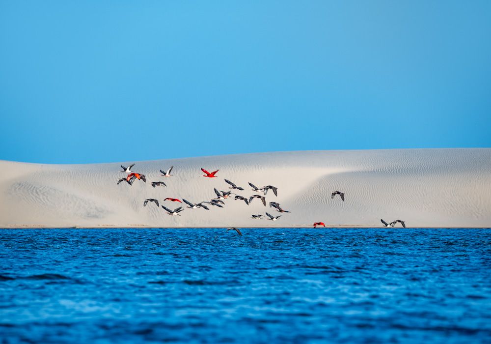 Lençois Maranhenses - Aves - 2 - 0