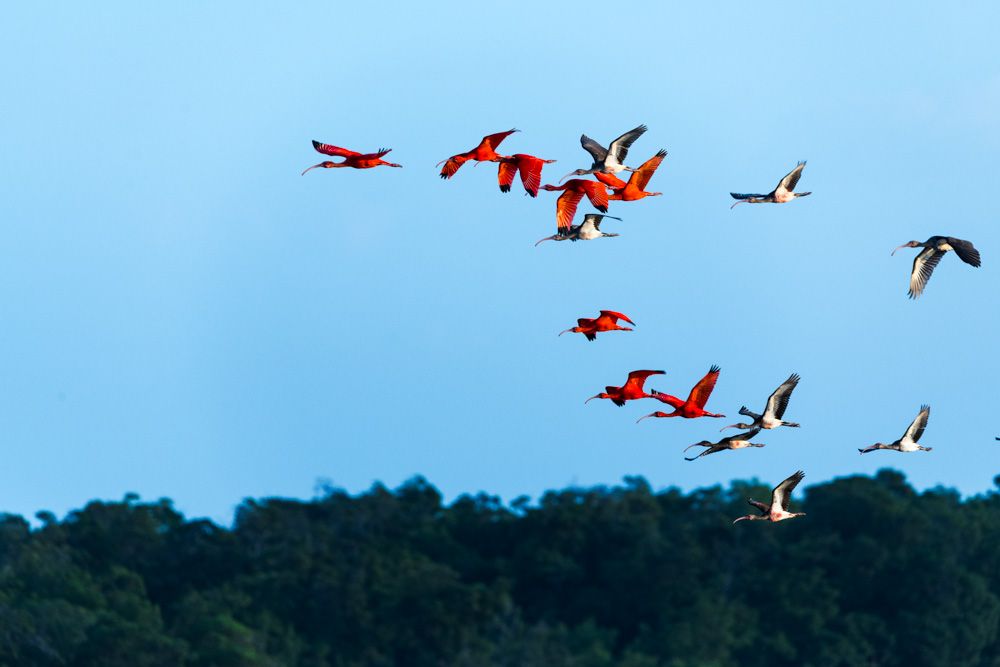 Lençois Maranhenses - Aves - 2 - 2