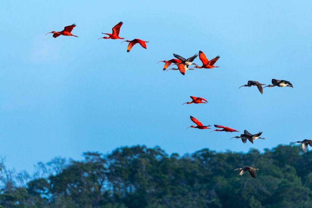 Lençois Maranhenses - Aves - 2 - 1