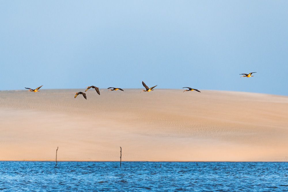 Lençois Maranhenses - Aves - 2 - 2